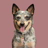 @muffin_acd