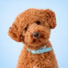 koda.the.poodle