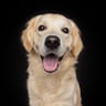 koda_the_gold