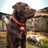 labradex_nl