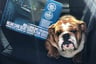 Dog Car Seat Cover with Hammock