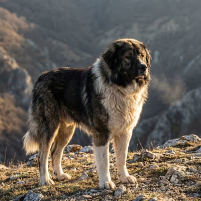 Karakachan