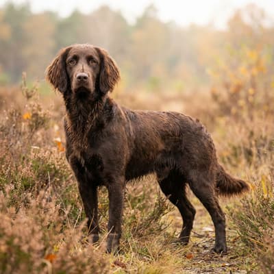 Quail dog