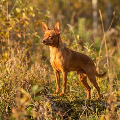 Russian Toy Terrier