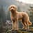 Labradoodle