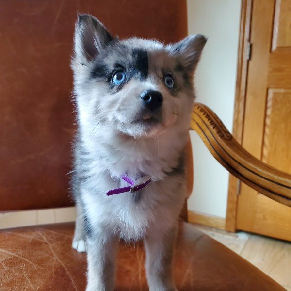 Badass Alaskan Husky dog