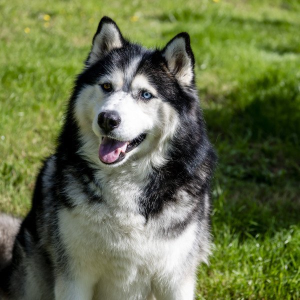Badass Alaskan Malamute dog