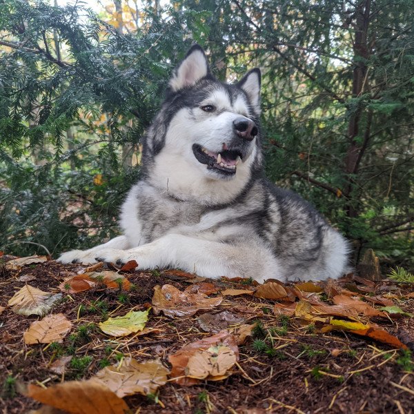Popular Alaskan Malamute dog