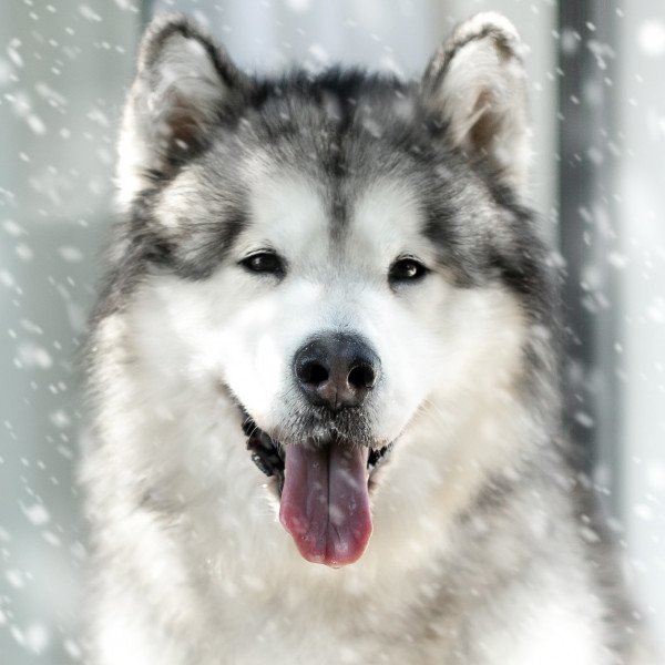 Elegant Alaskan Malamute dog