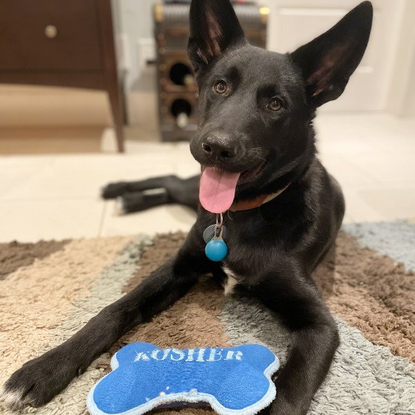 Unique Alaskan Malamute dog