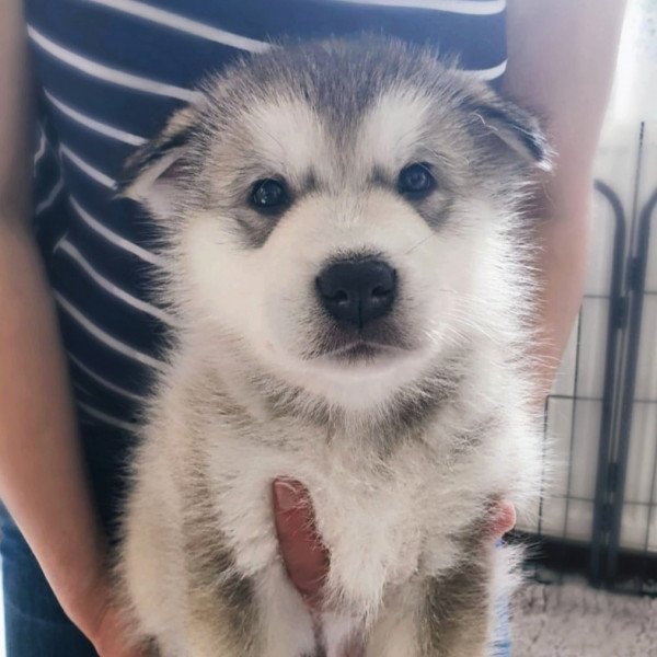 Cute Alaskan Malamute dog