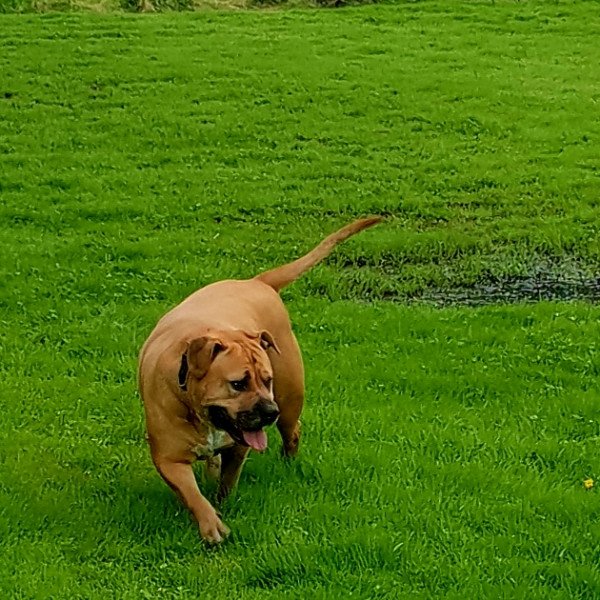 Cute American Bulldog dog