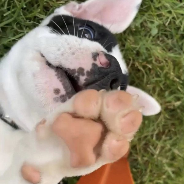 Adorable American Bulldog dog