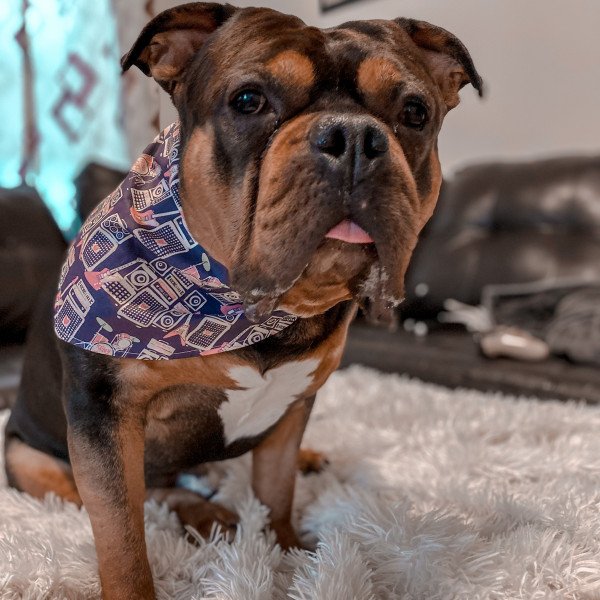 Badass American Bulldog dog