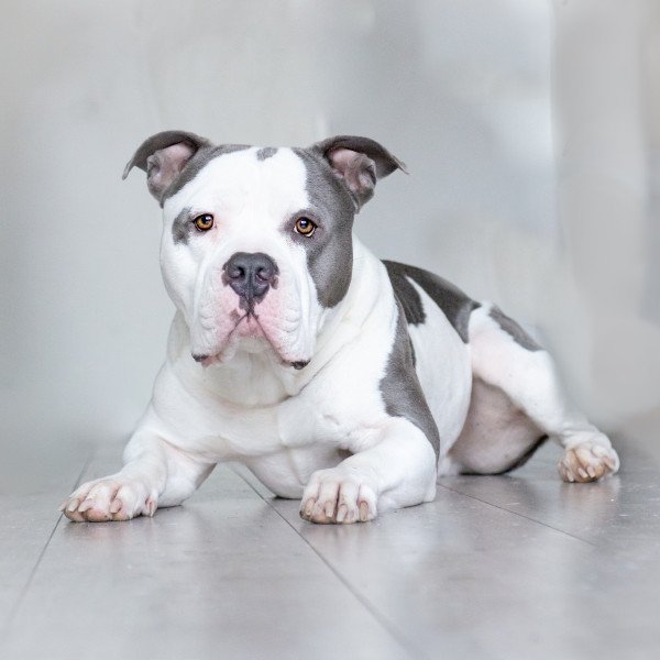 Badass American Bully dog