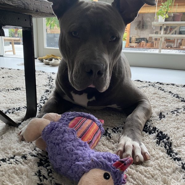 Popular American Bully dog