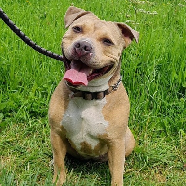 Cool American Bully dog