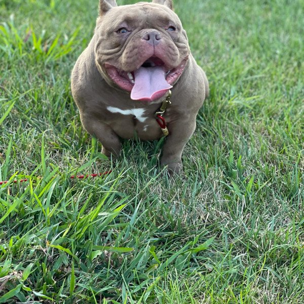 Unique American Bully dog