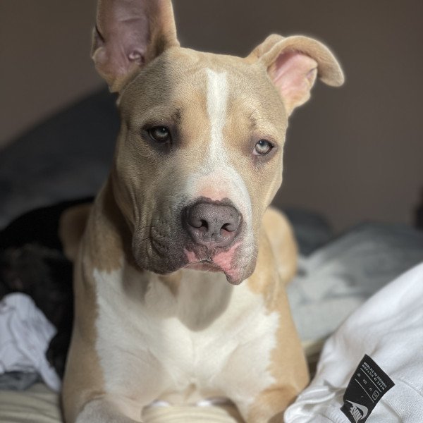 Inspiring American Bully dog