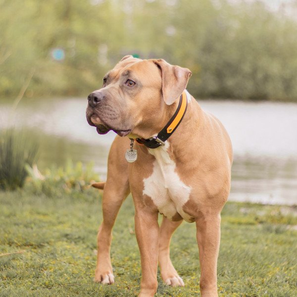 Cute American Bully dog