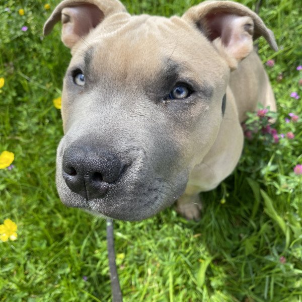 Adorable American Bully dog
