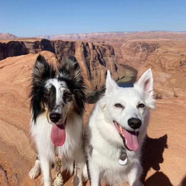 Badass American Eskimo dog