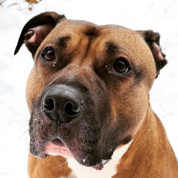 Cute American Pit Bull Terrier dog