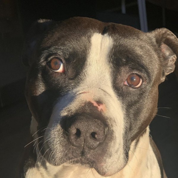 Adorable American Pit Bull Terrier dog