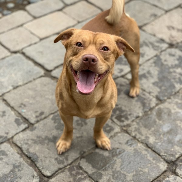 Famous American Pit Bull Terrier dog