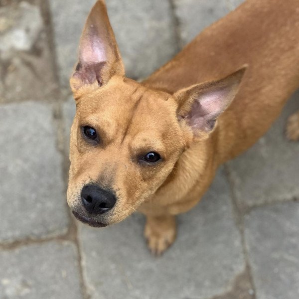 Popular American Pit Bull Terrier dog