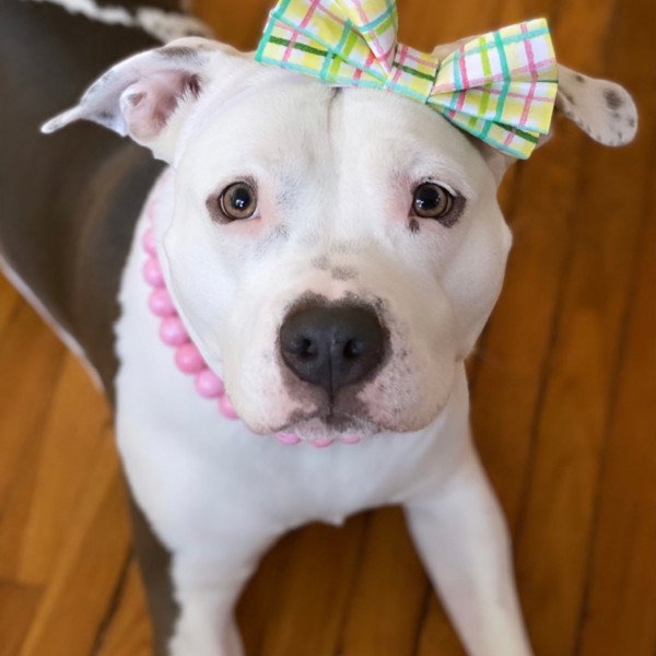 Elegant American Pit Bull Terrier dog