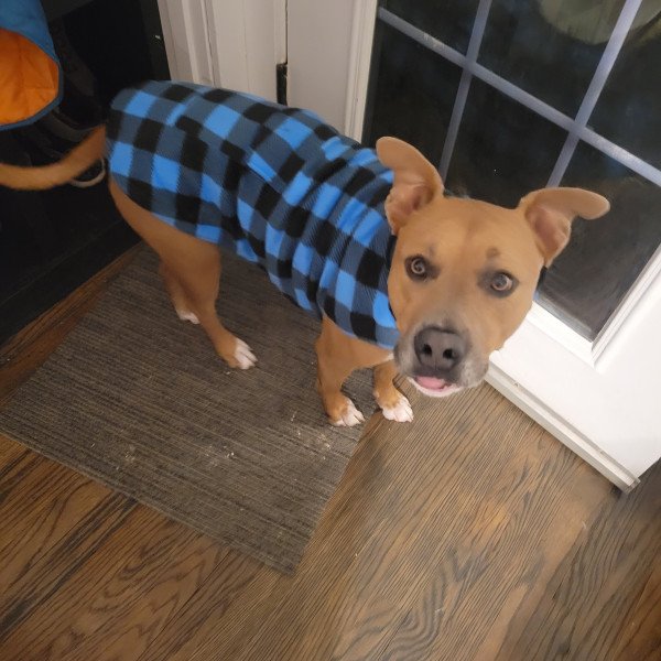 Cool American Pit Bull Terrier dog