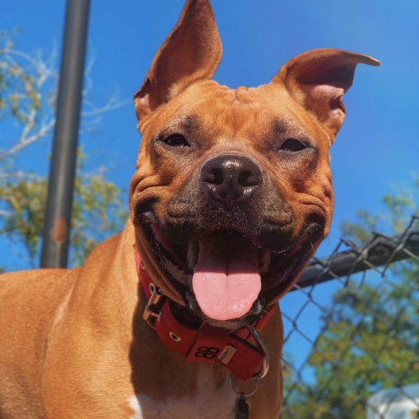 Unique American Pit Bull Terrier dog