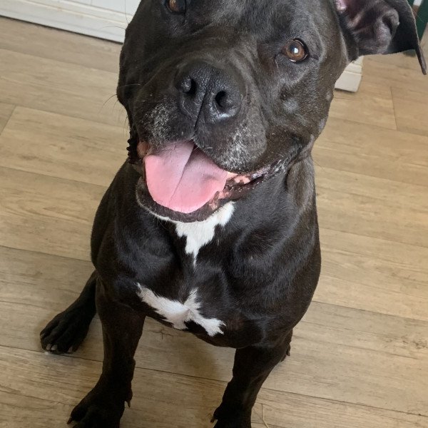 Badass American Stafford dog