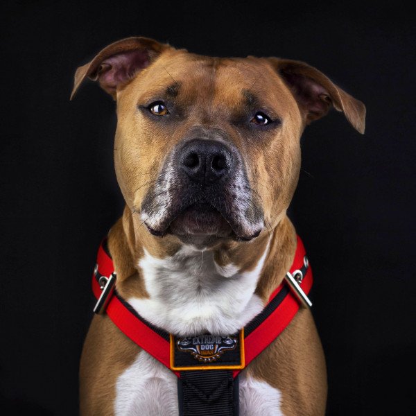 Cute American Staffordshire Terrier dog