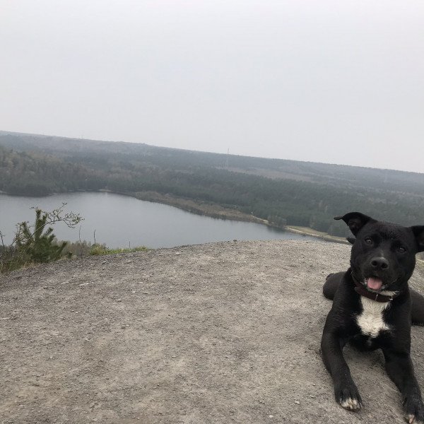 Unique American Staffordshire Terrier dog