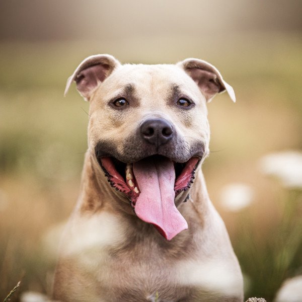 Adorable American Staffordshire Terrier dog