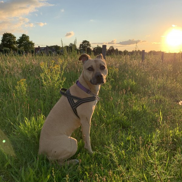 Popular American Staffordshire Terrier dog