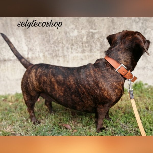 Elegant American Staffordshire Terrier dog