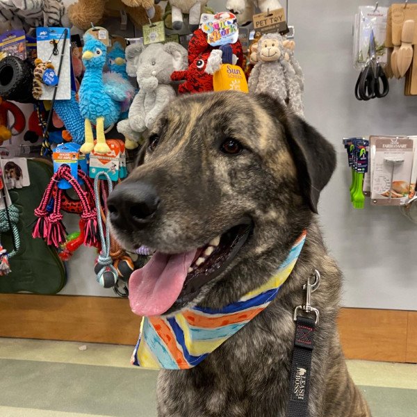 Badass Anatolian Shepherd dog