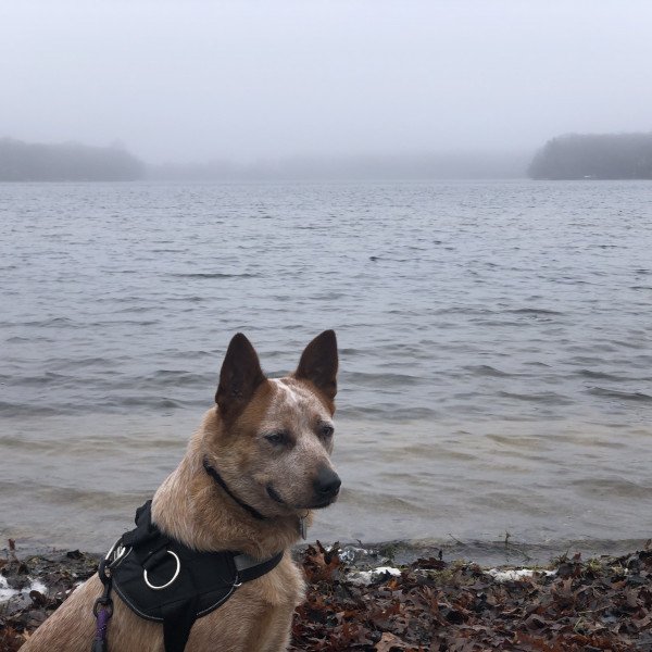 Famous Australian Cattle dog
