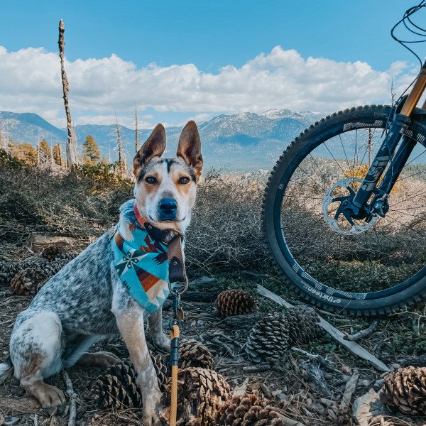 Badass Australian Cattle dog