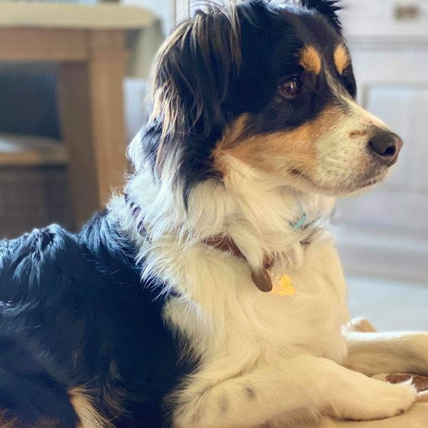 Cute Australian Cattle dog