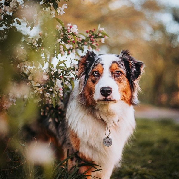 Badass Australian Shepherd dog