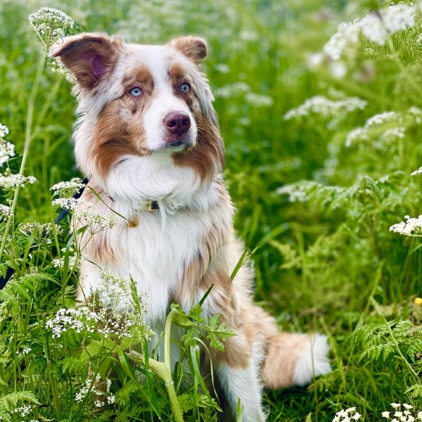 Adorable Australian Shepherd dog