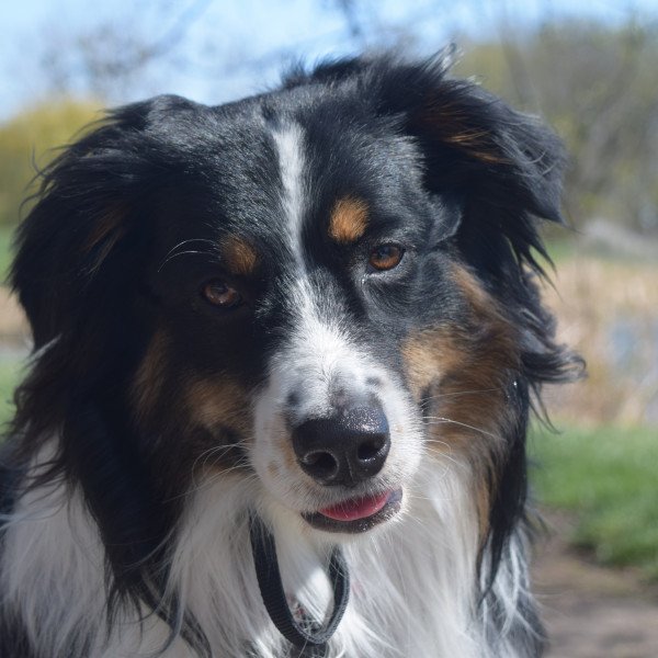 Famous Australian Shepherd dog