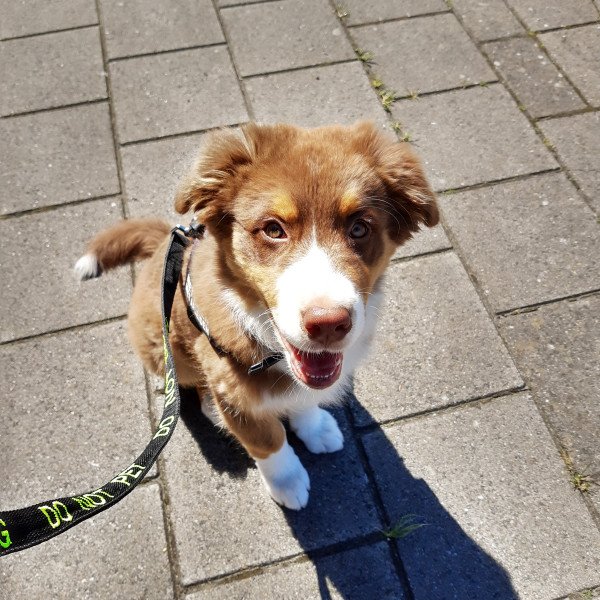 Popular Australian Shepherd dog