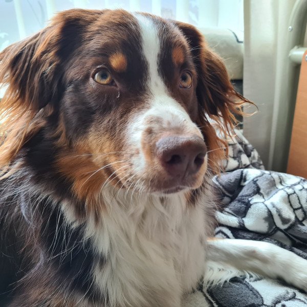 Cool Australian Shepherd dog