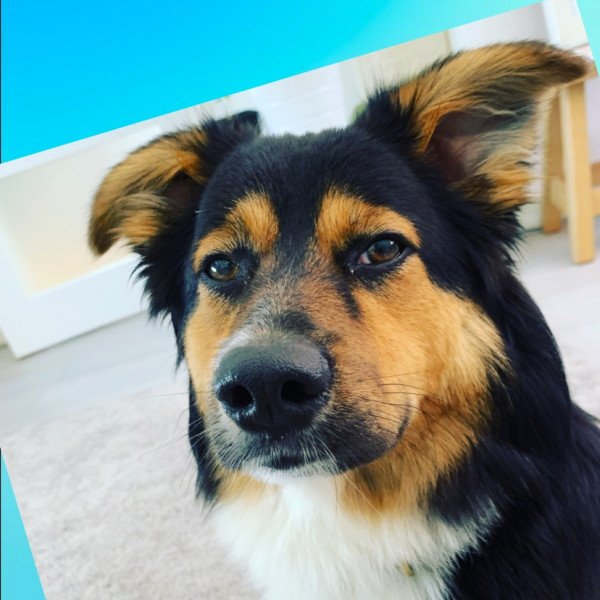 Funny Australian Shepherd dog