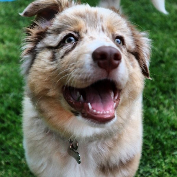 Unique Australian Shepherd dog